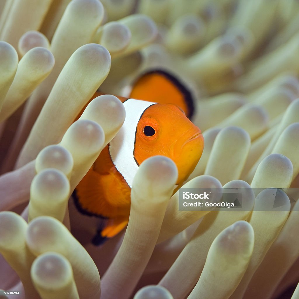 Pesce tropicale Clownfish - Foto stock royalty-free di Acqua