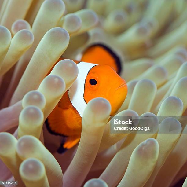 Pesce Tropicale Clownfish - Fotografie stock e altre immagini di Acqua - Acqua, Ambientazione esterna, Anemone