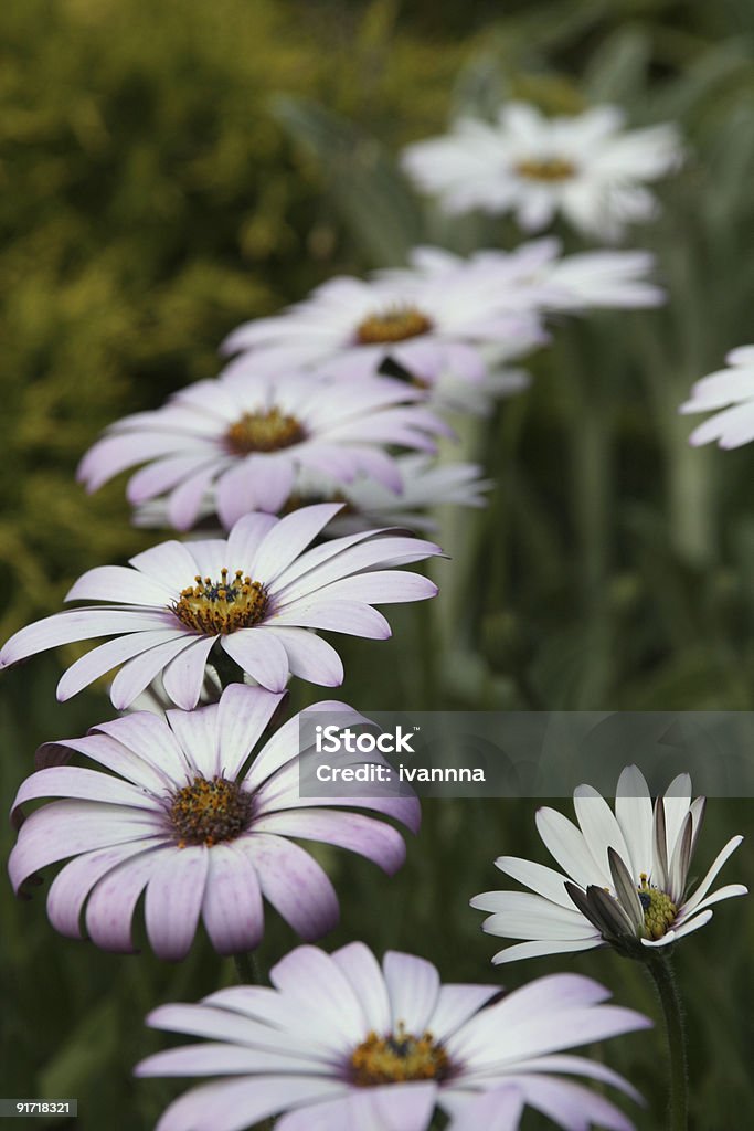 Viola daisies africano - Foto stock royalty-free di Aiuola