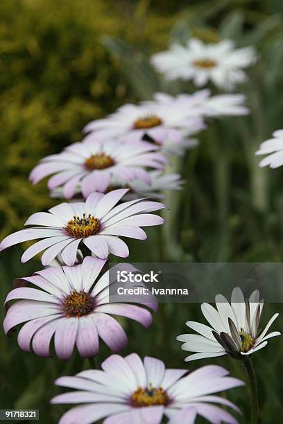 Viola Daisies Africano - Fotografie stock e altre immagini di Aiuola - Aiuola, Ambientazione esterna, Amore