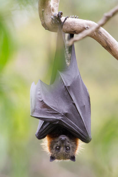 pipistrello della frutta guardando la fotocamera - bat fruit bat mammal australia foto e immagini stock