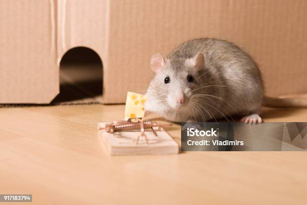 https://media.istockphoto.com/id/917183794/photo/mouse-trap-cautious-rat-near-hole-and-cheese-in-mousetrap.jpg?s=612x612&w=is&k=20&c=c8_OGZim6UBTIcPPkcOtRZ2WvTHsuU7RiX8kLLD1DOQ=