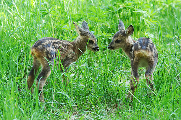 두 fawns - newborn animal grass cute animal 뉴스 사진 이미지