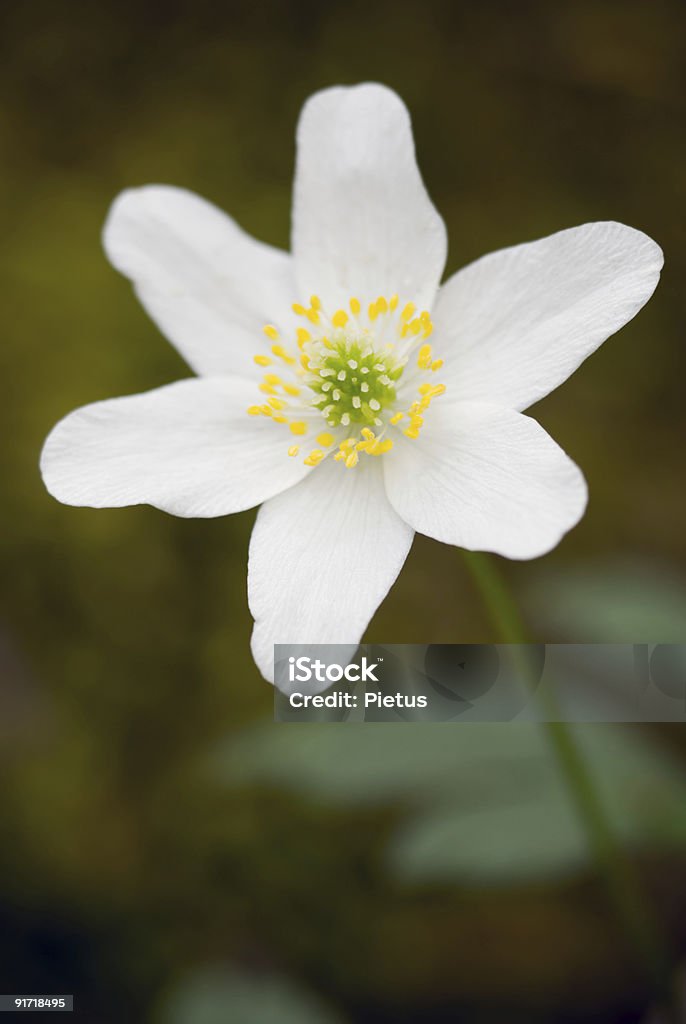 Anémona. - Royalty-free Anemone Coronaria Foto de stock