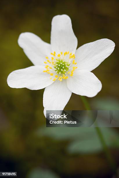 Anémona - Fotografias de stock e mais imagens de Anemone Coronaria - Anemone Coronaria, Anémona - Família do ranúnculo, Ao Ar Livre