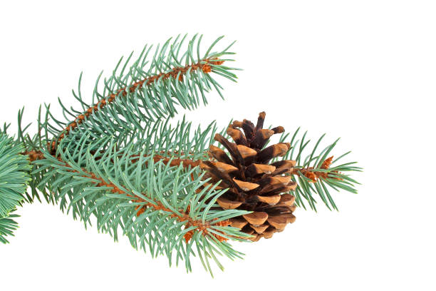 istock Blue spruce twig with cone isolated on a white background. Christmas decoration. 917185382