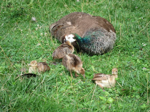 istock peahen and chicks  in a park 917191288