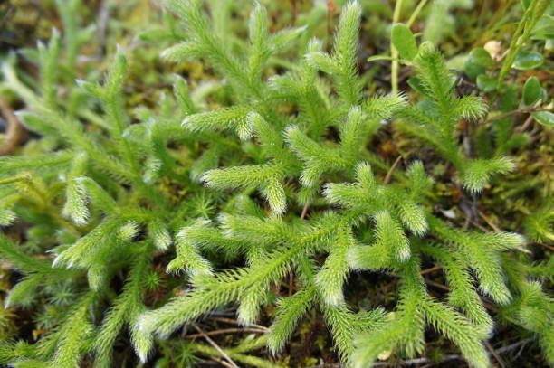 Lycopodium clavatum or lycopodiaceae green plant on ground Lycopodium clavatum or lycopodiaceae green plant on ground lycopodiaceae photos stock pictures, royalty-free photos & images