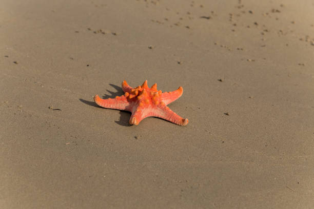 istock red starfish on sea tropical sand beach at sunset - Summer background 917191586