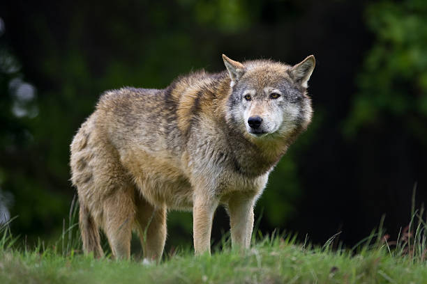 Timber Wolf stock photo