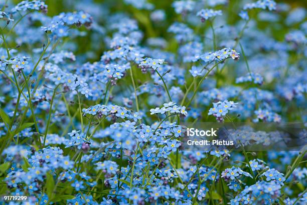 Forgetmenot Stock Photo - Download Image Now - Abundance, Blossom, Blue