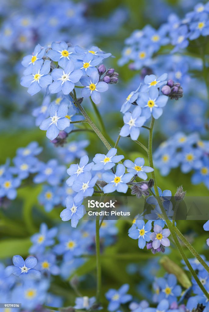 Zweig der Vergißmeinnicht. - Lizenzfrei Baumbestand Stock-Foto