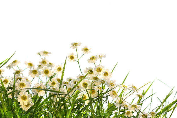 Little wild daisies stock photo