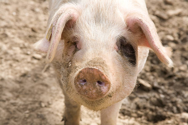 istock Cute Pig, Hampshire, England. 91719401