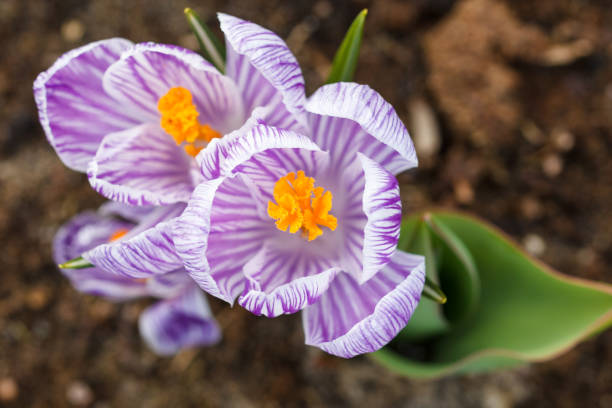 un crocus rayas macro de flor púrpura - surrey southeast england england cottage fotografías e imágenes de stock