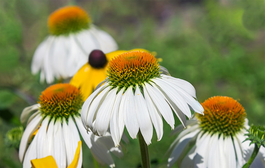 Beautiful echinacea purpurea White Swan flowers. Floral background.