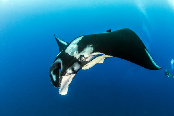 istock Manta Ray at Socorro Island 917196312