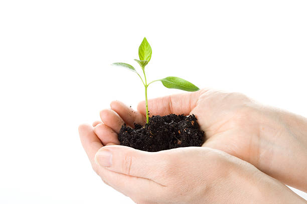 istock Transplant of a tree in female hands 91720042