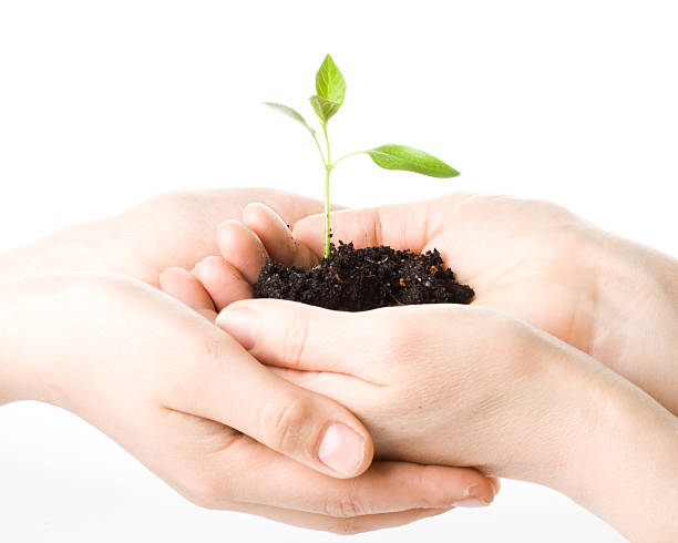 istock Transplant of a tree female and children's hands 91720043
