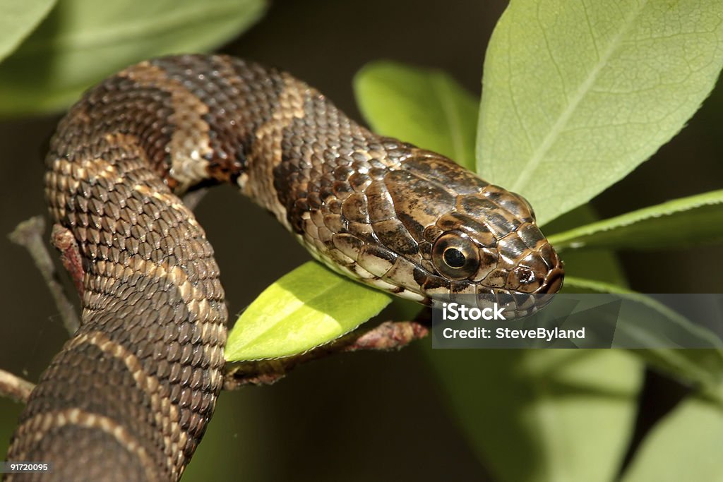 Northern Water Snake (nerodia sipedon)  Amphibian Stock Photo