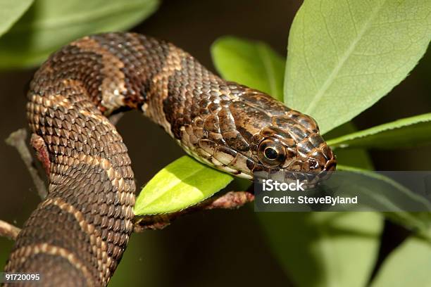 Northern Water Snake Stock Photo - Download Image Now - Amphibian, Animal Scale, Animal Wildlife
