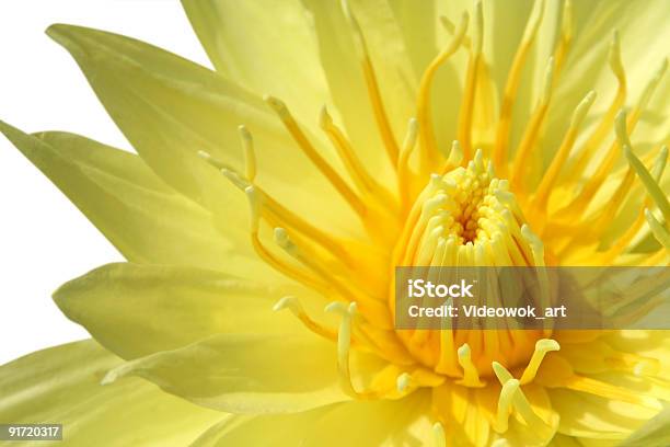 Yellow Water Lily On White Background Stock Photo - Download Image Now - Aquatic Organism, Asia, Beauty In Nature