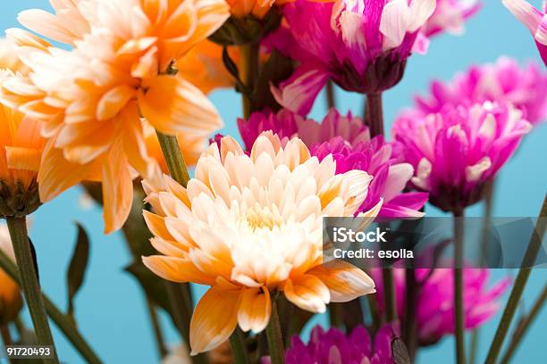 Naranjas Y Rosa Pintadas Crisantemo Foto de stock y más banco de imágenes de Belleza de la naturaleza - Belleza de la naturaleza, Buqué, Color - Tipo de imagen