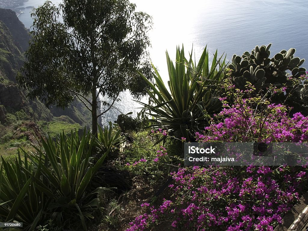 Blumen auf der madeira cliff - Lizenzfrei Bougainvillea Stock-Foto