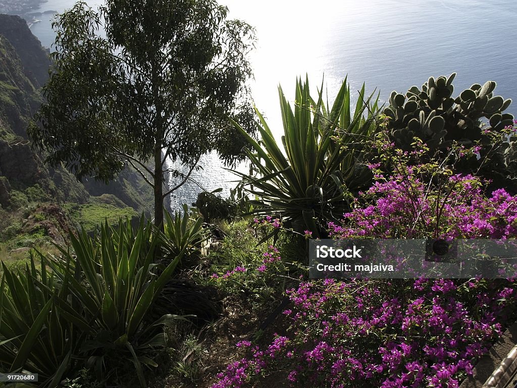 Flores en el acantilado de madeira - Foto de stock de Buganvilla libre de derechos