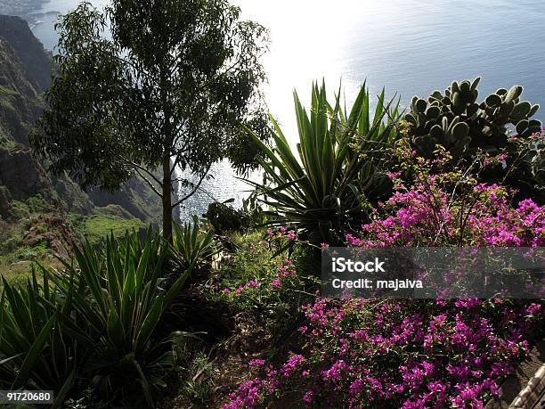 Flores En El Acantilado De Madeira Foto de stock y más banco de imágenes de Buganvilla - Buganvilla, Silvestre, Acantilado