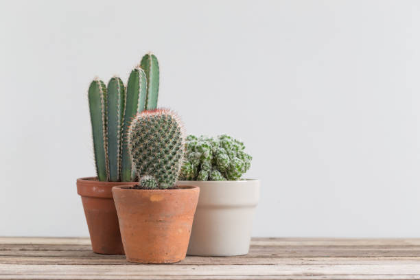 istock set of cactus cacti pots 917206822