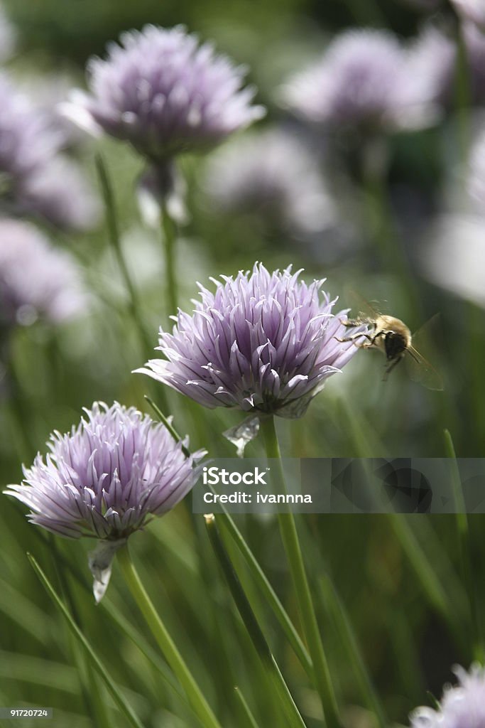 Bee y chives - Foto de stock de Aguijón libre de derechos