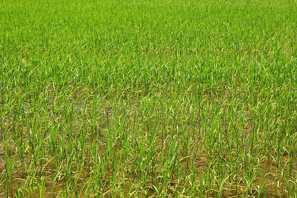 Rice Field stock photo