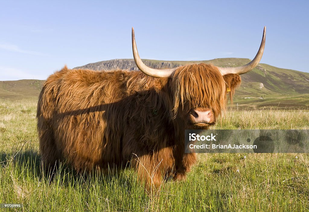 Vacca scozzese highland - Foto stock royalty-free di Bovino domestico