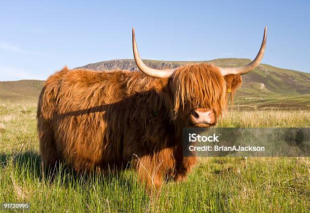 Vacca Scozzese Highland - Fotografie stock e altre immagini di Bovino domestico - Bovino domestico, Highlands scozzesi, Vacca