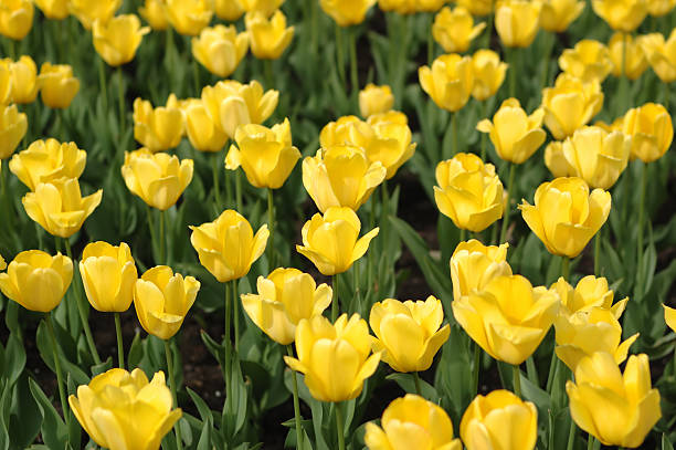 Yellow tulips stock photo