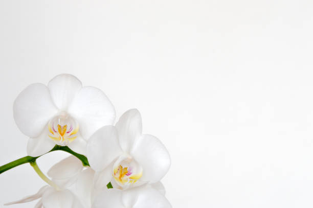 Orchids and copy space Close-up of white orchids against a white background. orchid white stock pictures, royalty-free photos & images