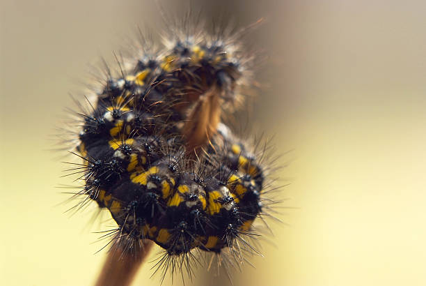 oruga peluda - lepidopteron fotografías e imágenes de stock