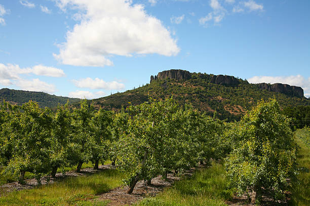 Pear orchard on a hill under a blue sky with clouds Pear Orchard in southern Oregon with Lower Table Rock in the background bartlett pear stock pictures, royalty-free photos & images
