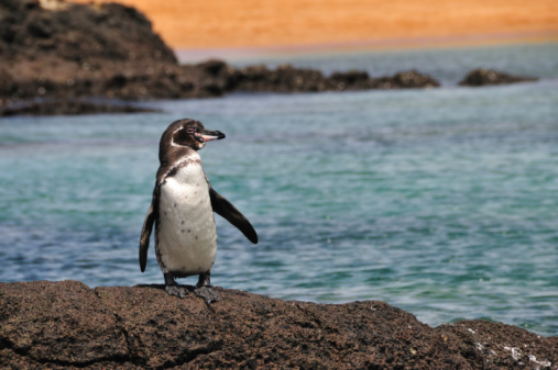 The blue-footed booby (Sula nebouxii) is a marine bird native to subtropical and tropical regions of the eastern Pacific Ocean. Punta Vincente Roca; Isabela Island; Albermarle Island;  Galapagos Islands National Park; Ecuador. Suliformes.