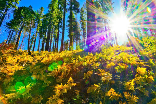 bosque tuolumne grove, parque nacional yosemite en otoño. - rainforest redwood sequoia footpath fotografías e imágenes de stock