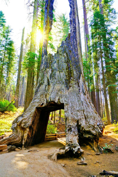 árbol muerto túnel en tuolumne grove, parque nacional de yosemite - rainforest redwood sequoia footpath fotografías e imágenes de stock