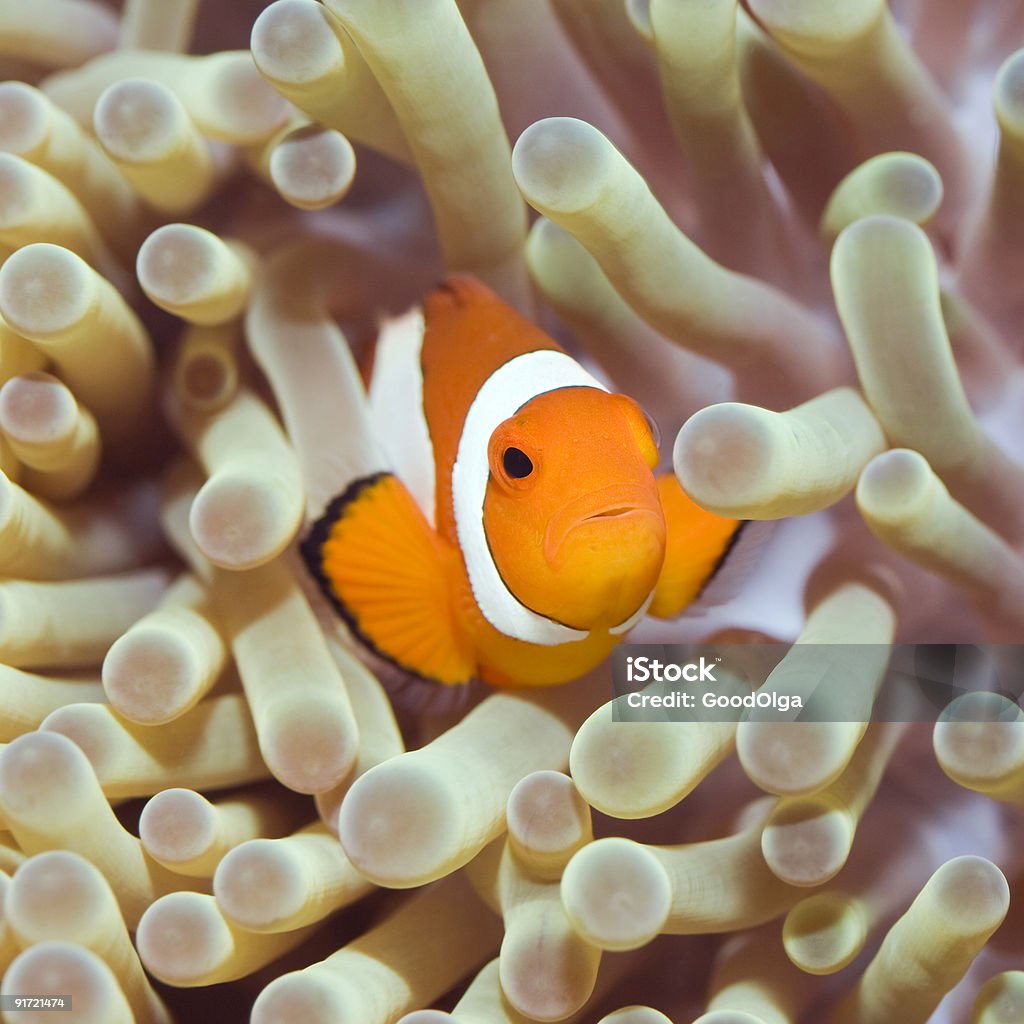 Tropikalna ryba Clownfish - Zbiór zdjęć royalty-free (Amfiprion)
