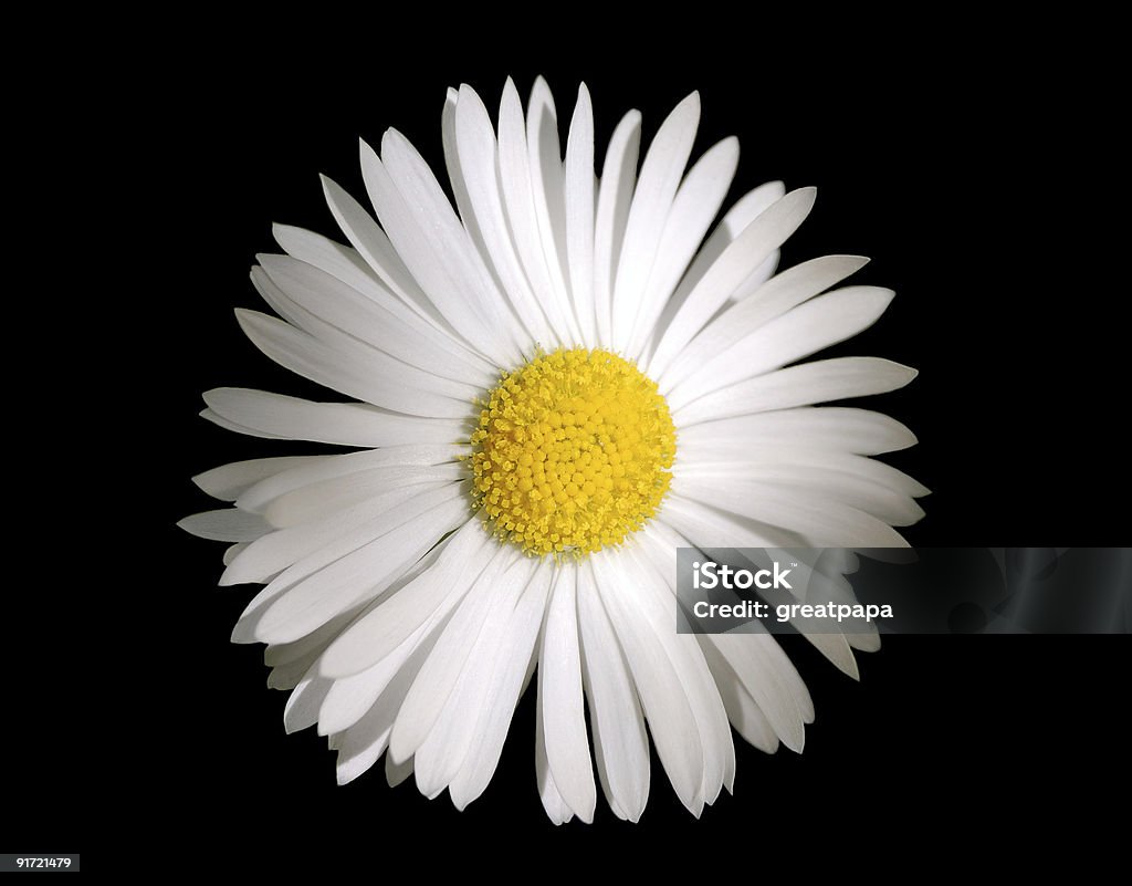 Camomile flower Camomile flower isolated over a black background Abstract Stock Photo