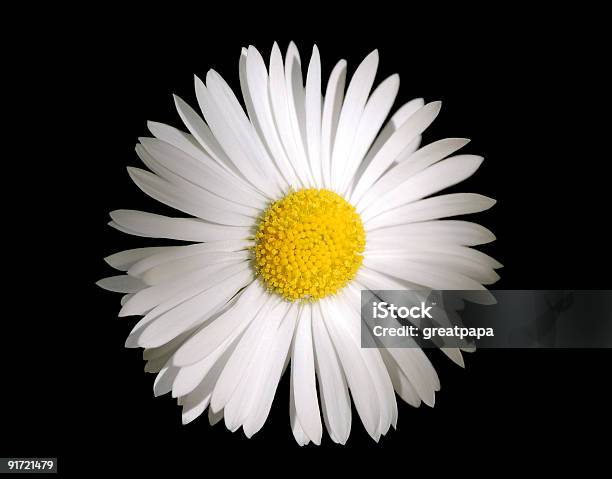 Camomile Flower Stock Photo - Download Image Now - Abstract, Animal Head, Beauty In Nature