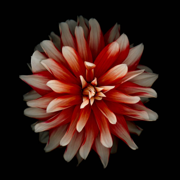 Red and white dahlia isolated on a black background. Background is pure black which can be extended for copy.