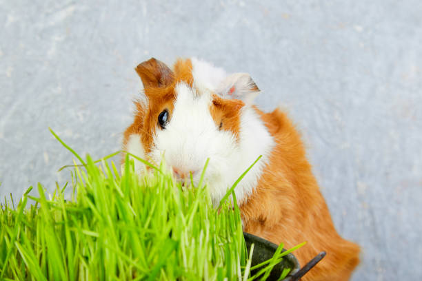 istock Redhead  guinea pig near vase with fresh grass. 917217514
