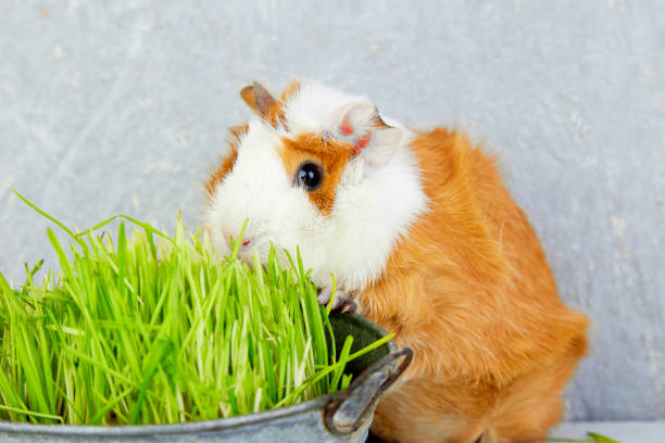 istock Redhead  guinea pig near vase with fresh grass. 917217518