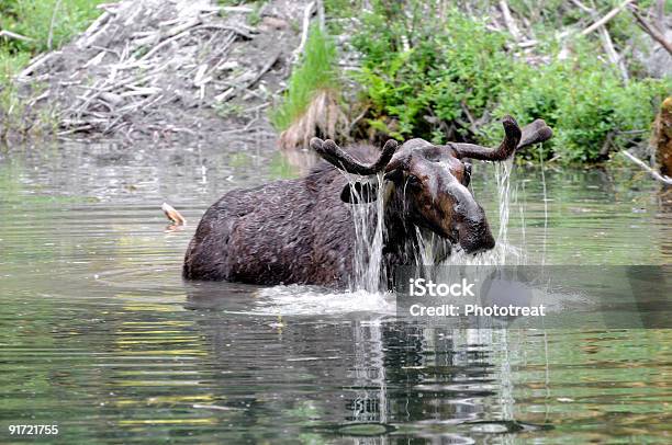 Photo libre de droit de Wild Moose Pile De Leau banque d'images et plus d'images libres de droit de Animaux à l'état sauvage - Animaux à l'état sauvage, Bush australien, Cervidé