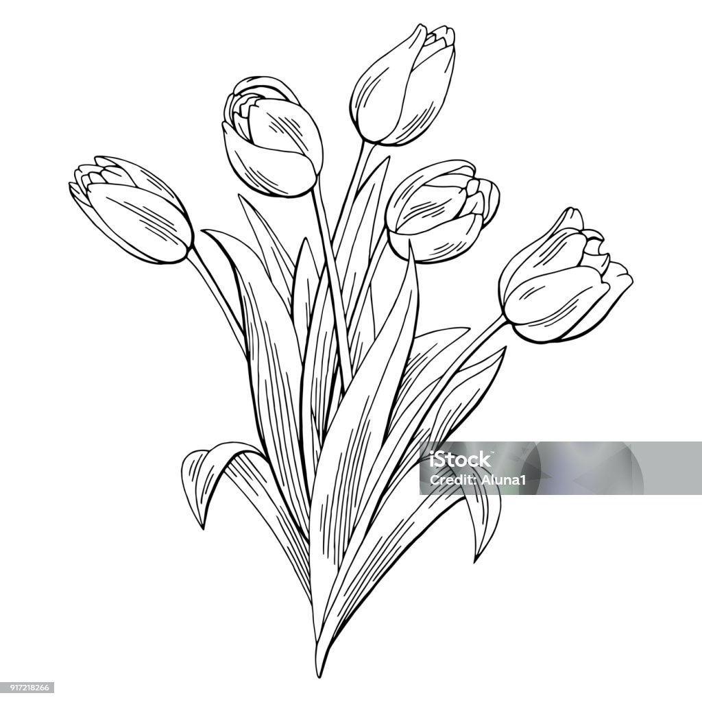 Ilustración de Vector Ilustración Del Bosquejo Tulip Gráfico Negro Blanco  Aislado Ramo De Flores y más Vectores Libres de Derechos de Tulipán - iStock
